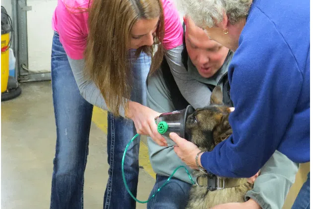 Livingston County Sheriff's K-9 Zico shows some of Duffy's EMTs just how the animal rescue equipment works