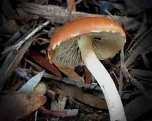 mushroom