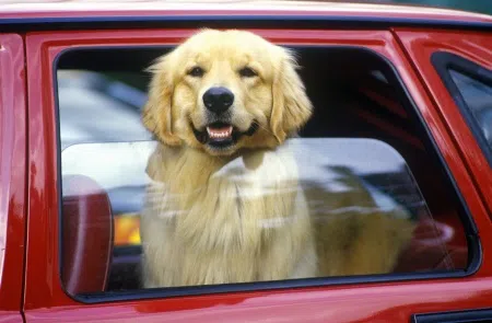 dog in car