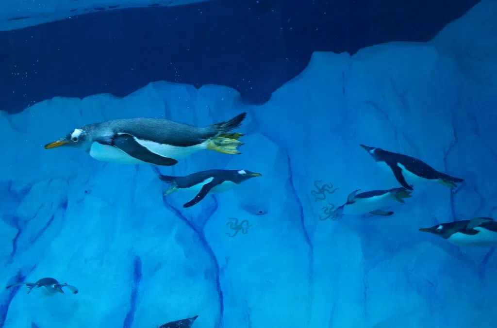 Penguins Facebook Detroit Zoo