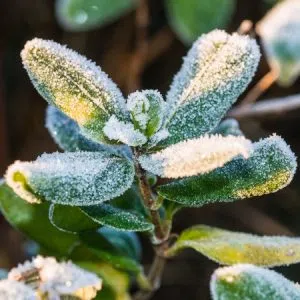 Frost on Leaves