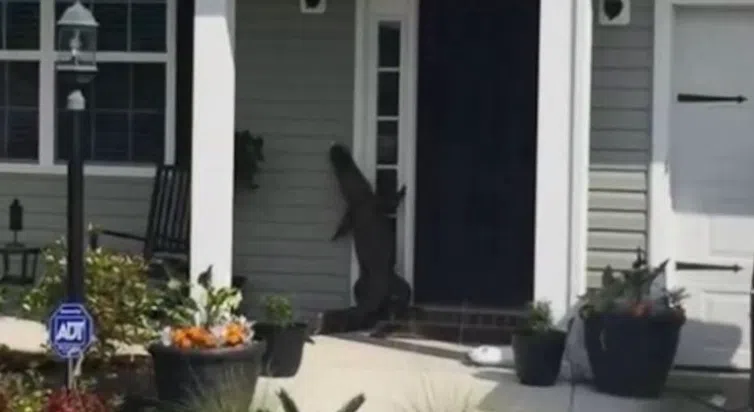 Alligator ringing bell