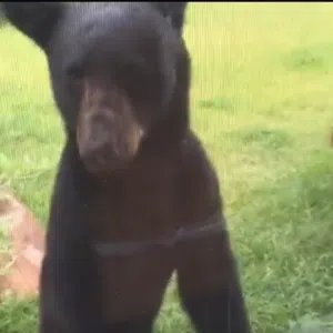 Bear 2