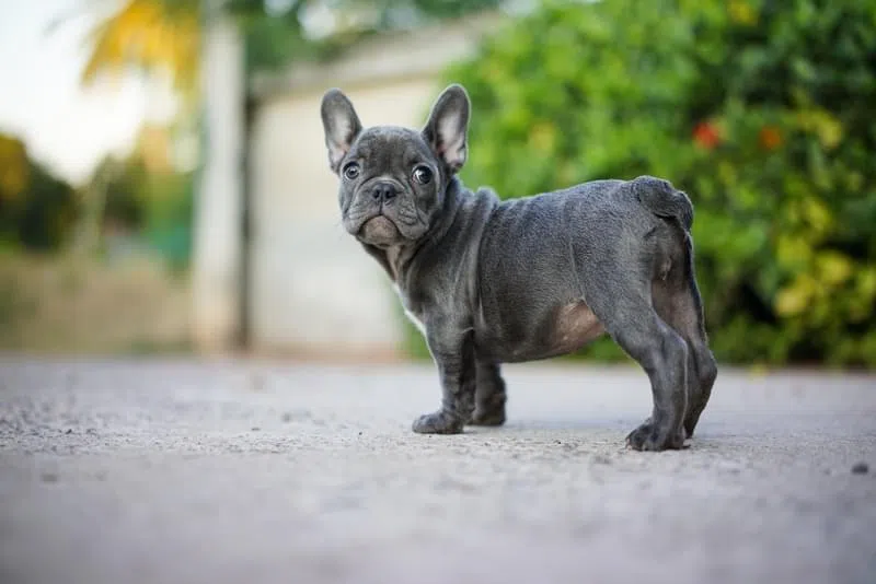 French Bulldog