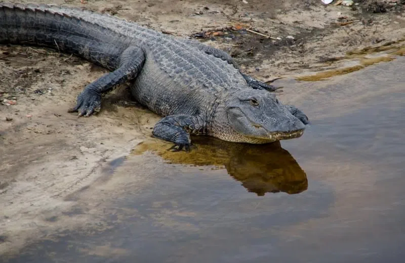 Alligator Chance the Snapper