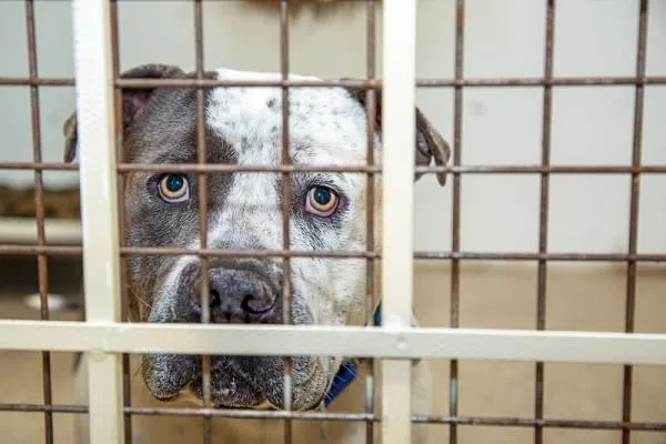 animal shelter dog