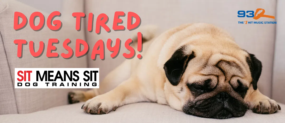 Dog Tired Tuesday