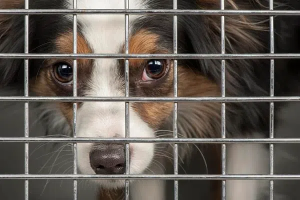 Closeup of a dog looking through the bars of a cage