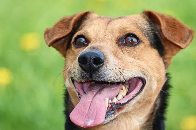 Dog