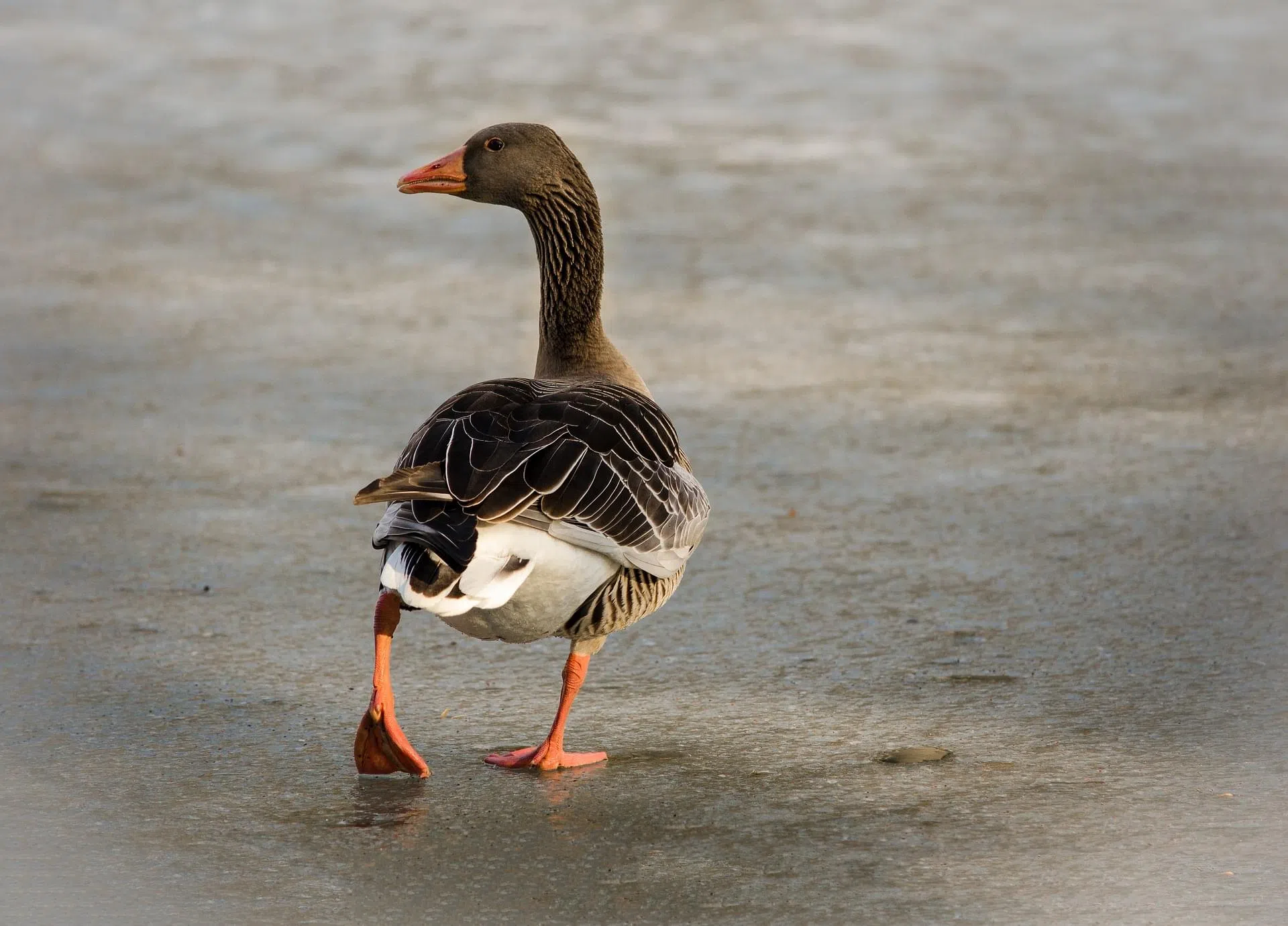 Goose