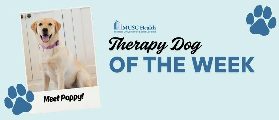 Feature: https://www.95sx.com/musc-therapy-dog-of-the-week/