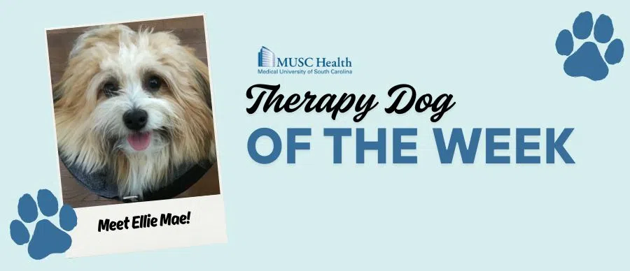 Feature: https://www.95sx.com/musc-therapy-dog-of-the-week/
