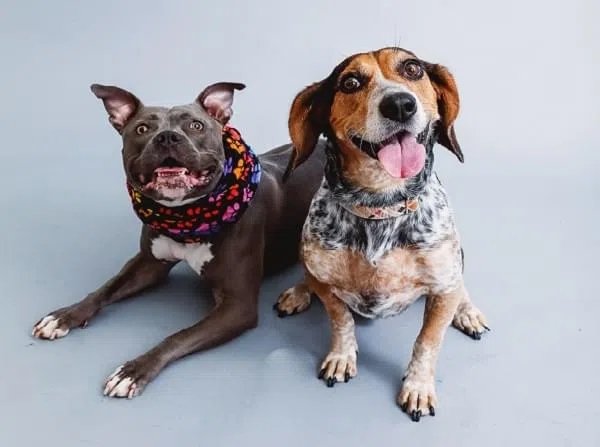 Dogs