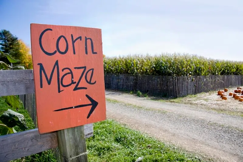 Corn Maze