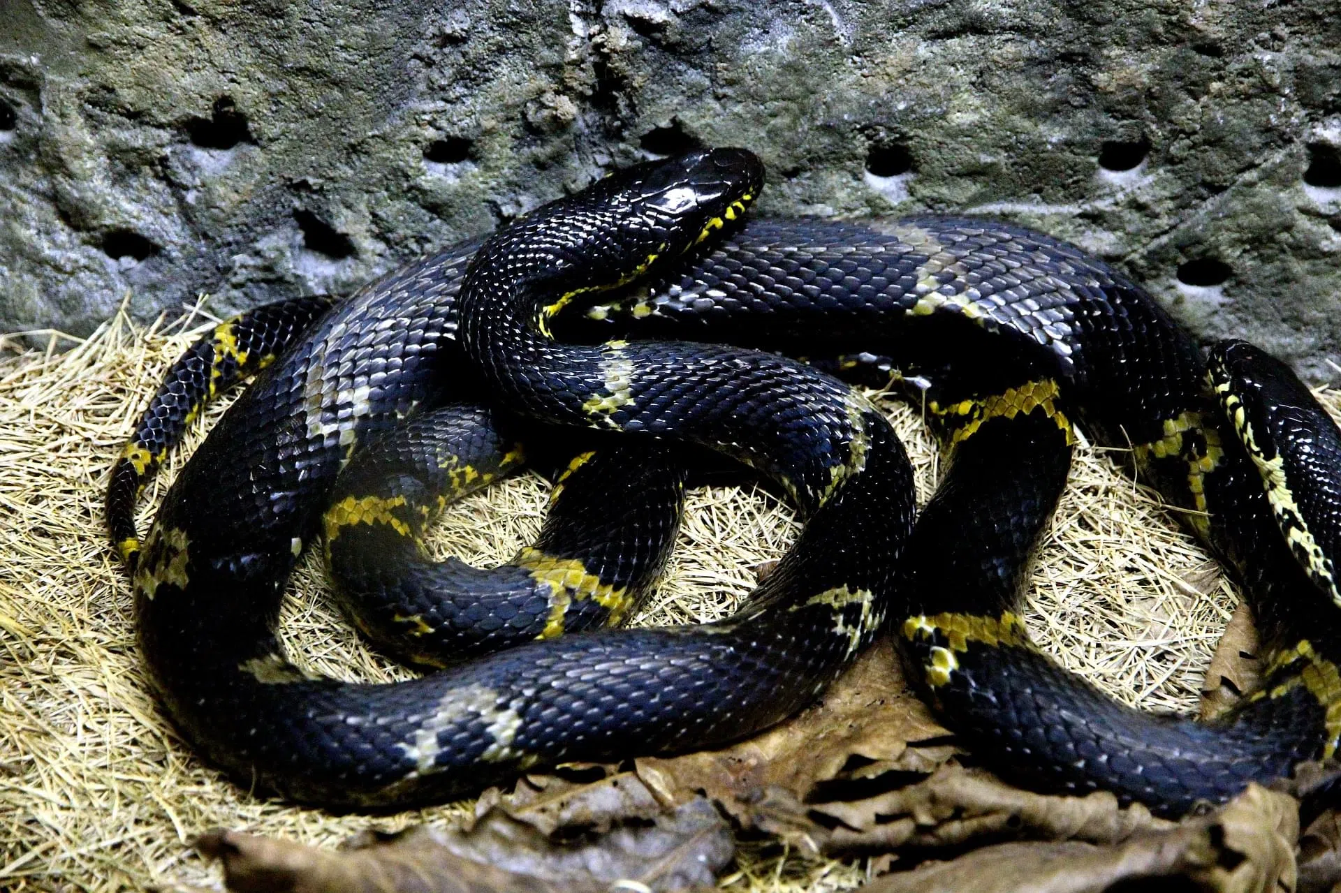 Rat Snake Zionsville