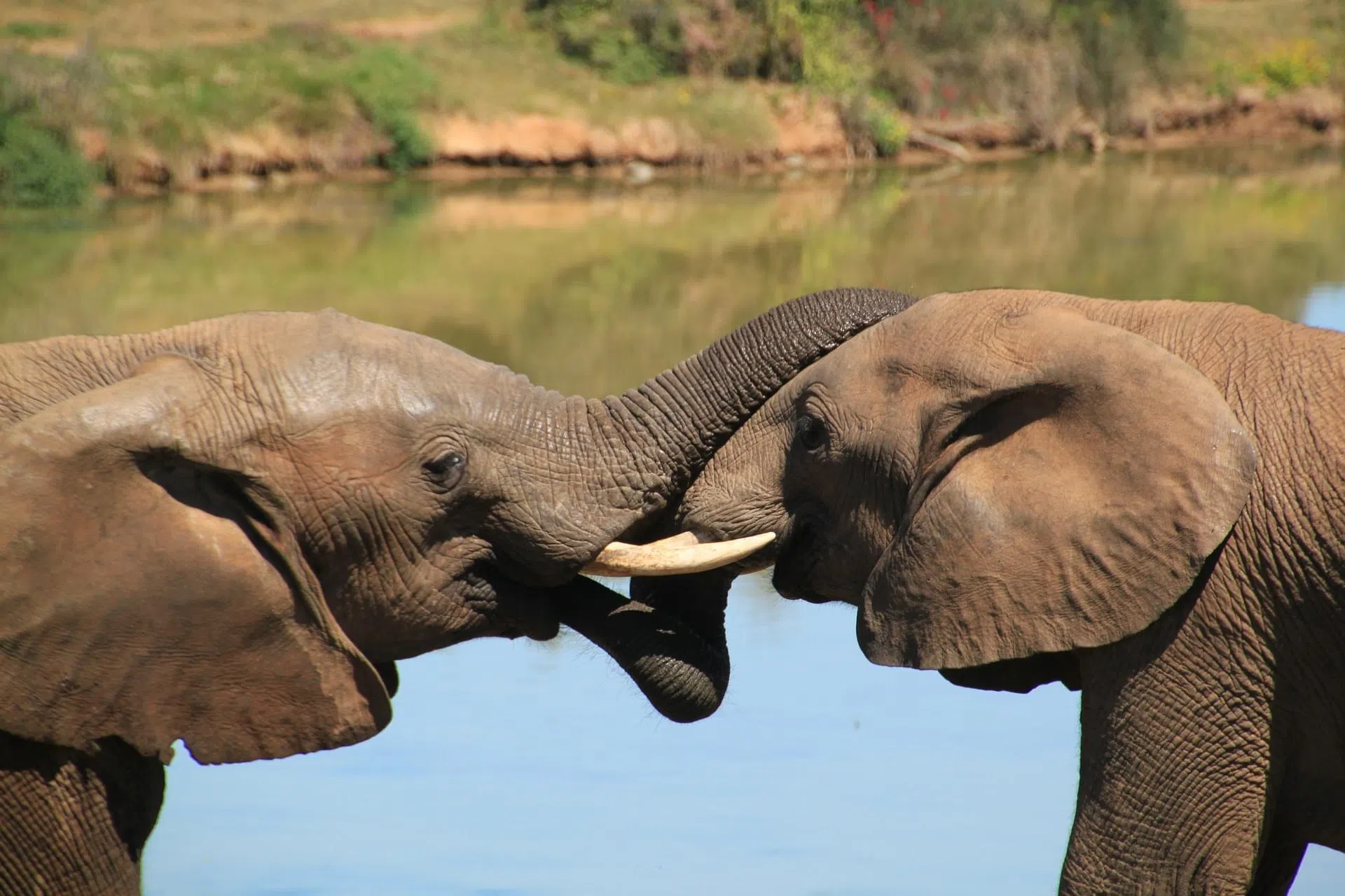 elephant