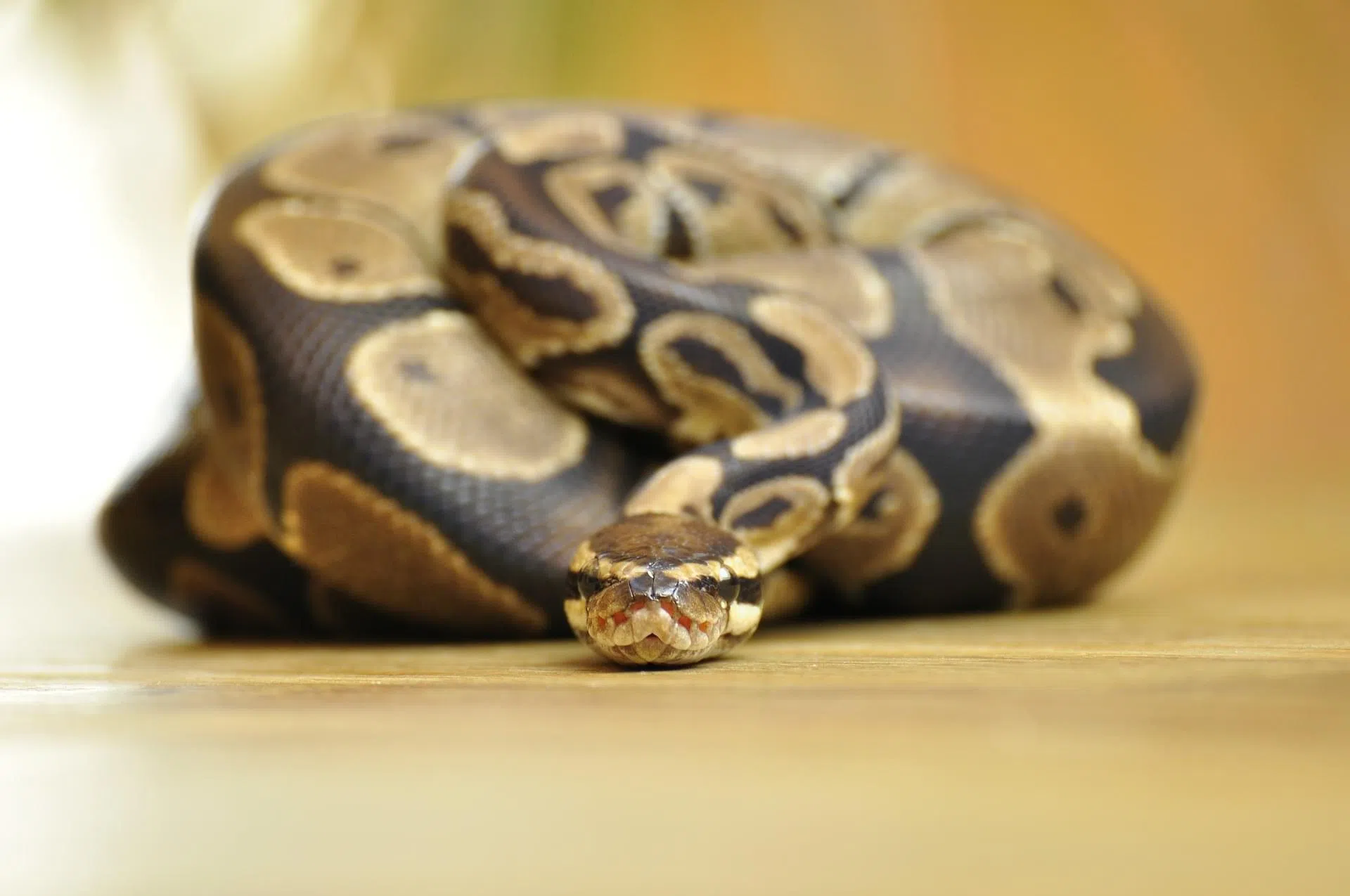 Florida snake