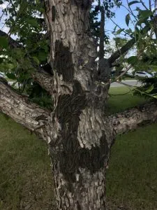 Forest Tent Caterpillar infestation, image by Carol Fougere