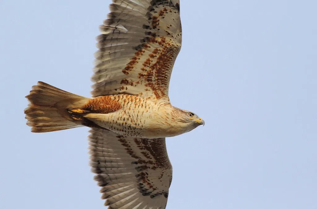 Federal government fines itself in hawk habitat fiasco