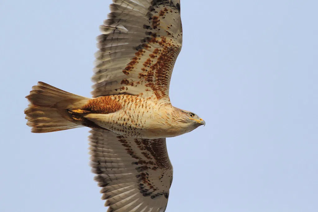 Ferruginous Hawk Wikimedia CC License