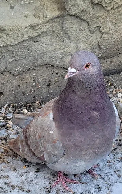 Pigeon in Fort McMurray AB. Photo by Jon Tupper