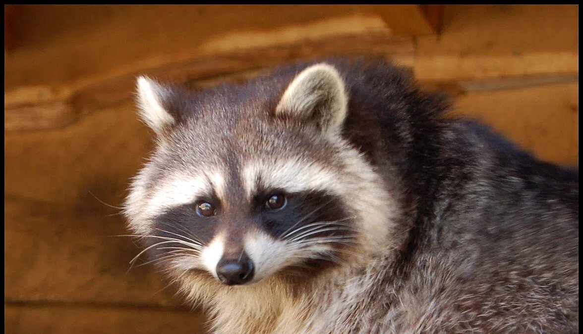 Virginia liquor store finds smashed bottles and a sleeping raccoon after overnight break in