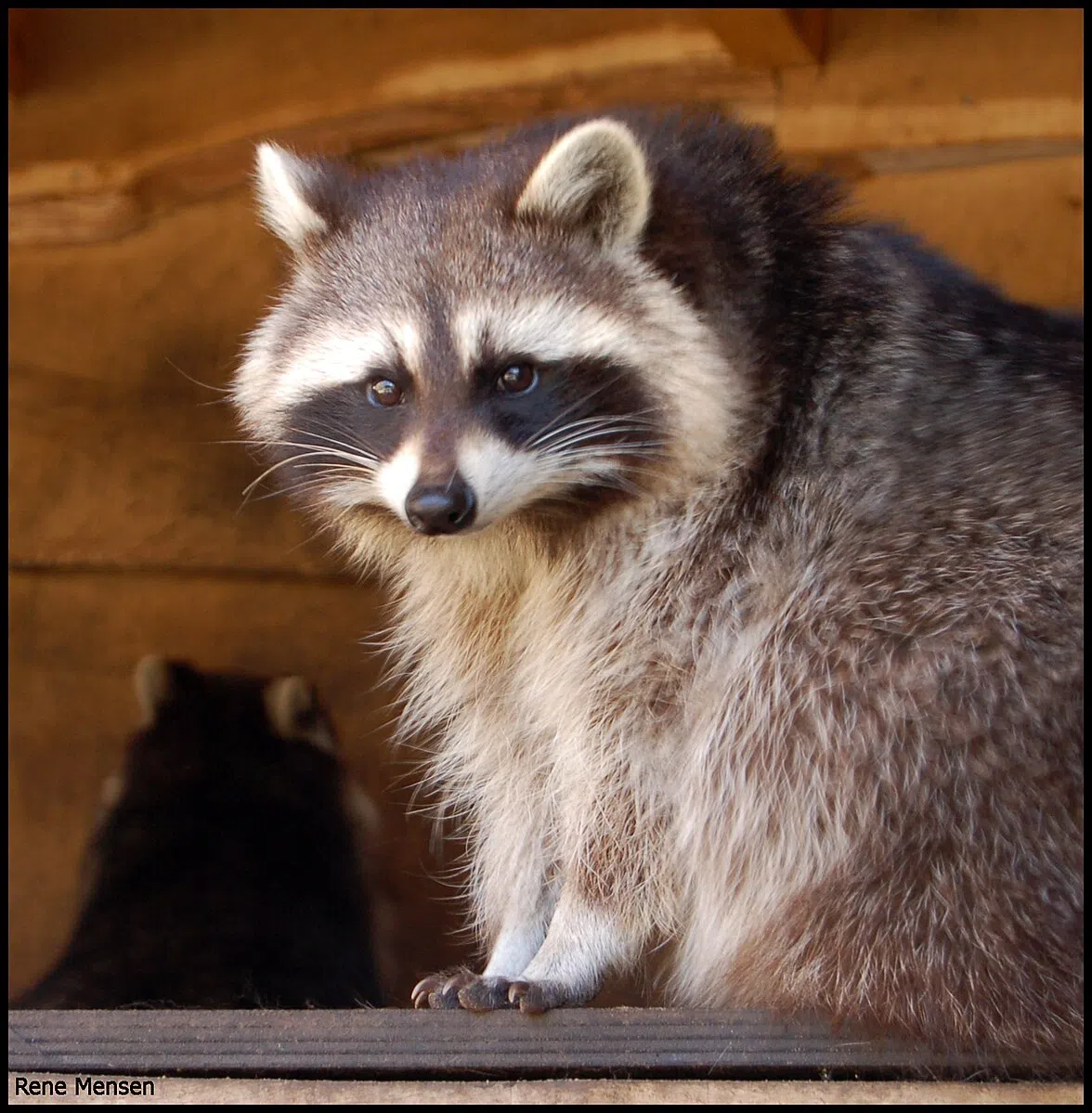 Alias 0591 from the Netherlands, CC BY 2.0 , via Wikimedia Commons