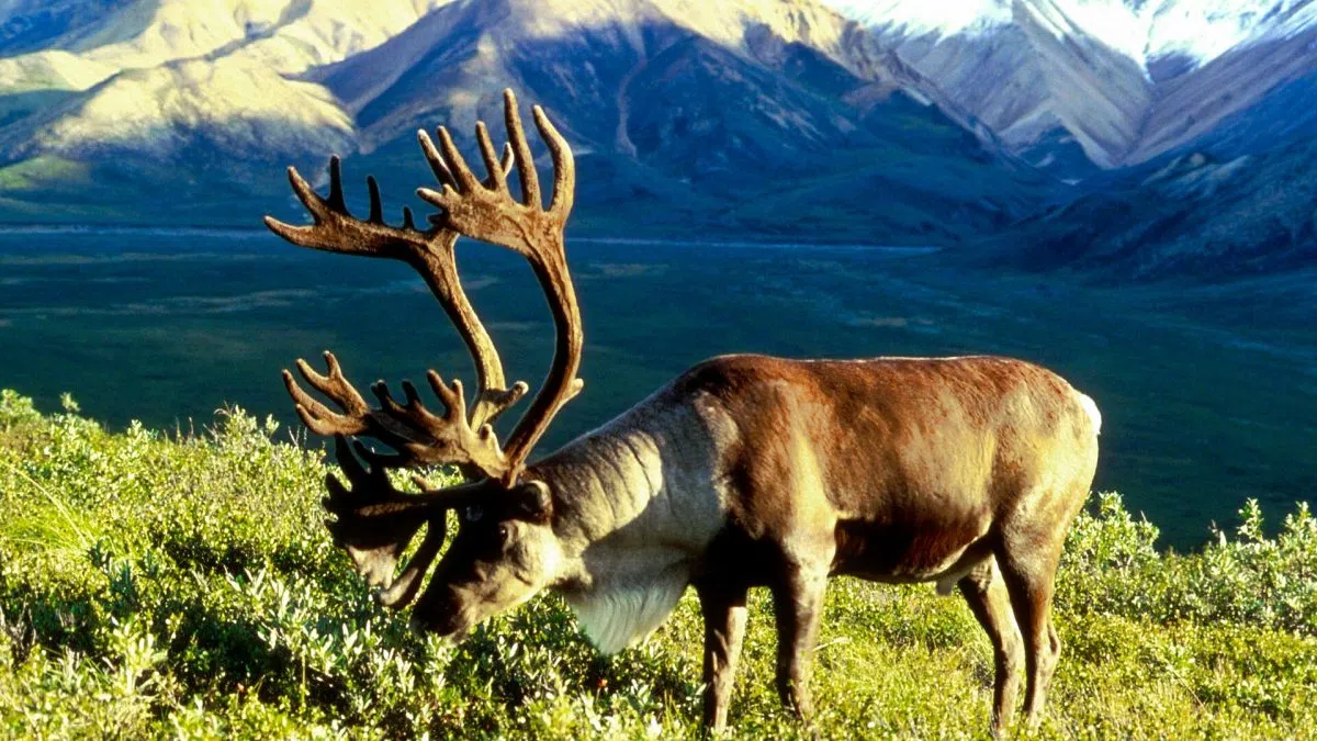 Alberta reports record progress in restoring caribou habitat