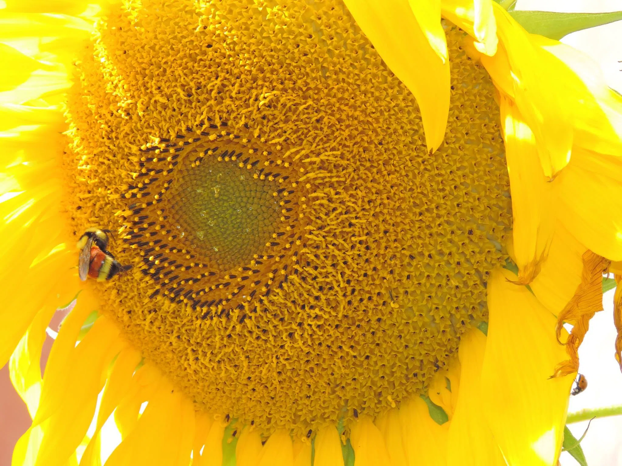 Ukraine sunflower 620 CKRM The Voice of Saskatchewan Harvard Media