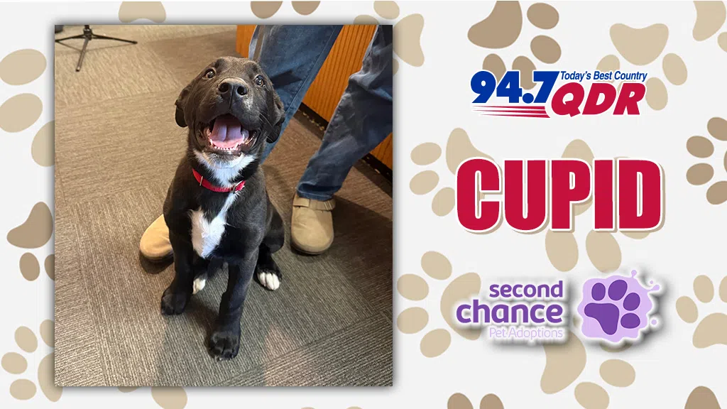 Feature: https://d3731.cms.socastsrm.com/2026/02/12/fursday-meet-cupid-from-second-chance-pet-adoptions/