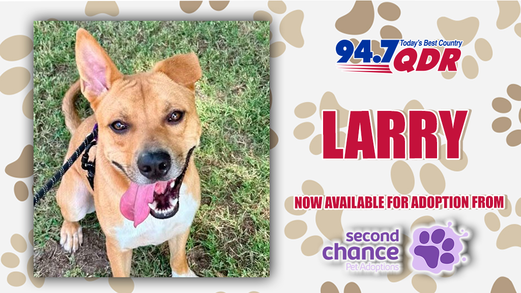 Feature: https://www.947qdr.com/2026/09/24/furs-day-meet-larry-from-second-chance/