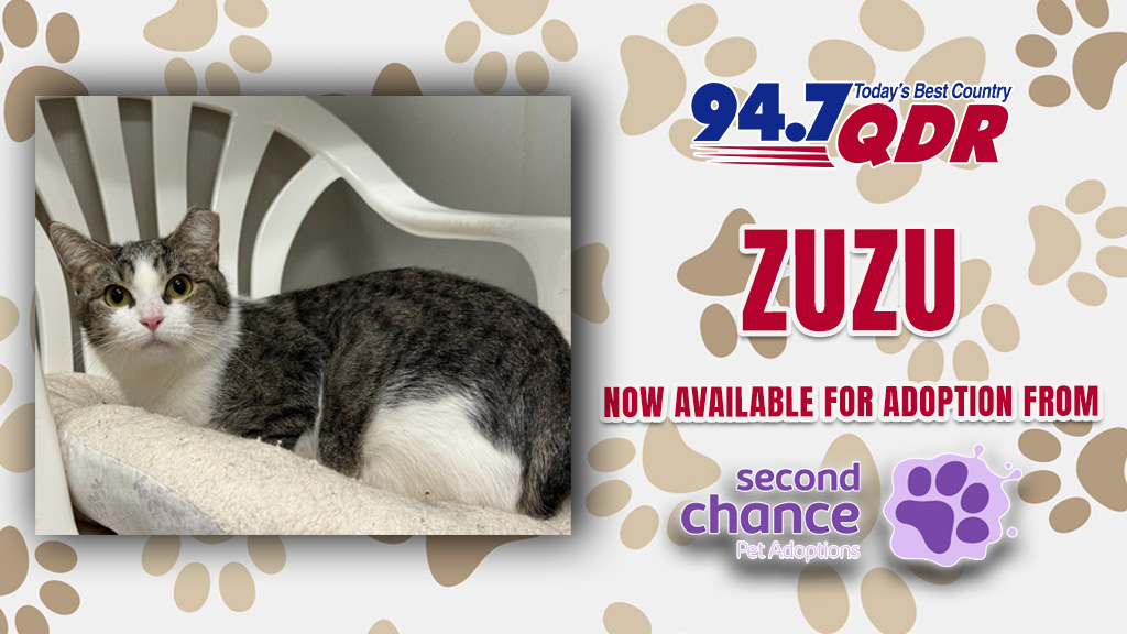 Feature: https://www.947qdr.com/2026/10/01/furs-day-meet-zuzu-from-second-chance/