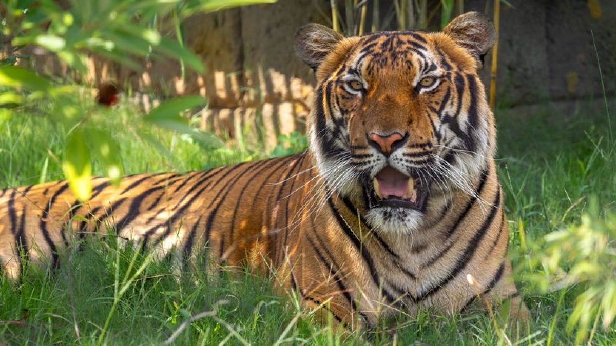 NC Zoo announces opening date for Asia section NC Zoo announces opening date for Asia section