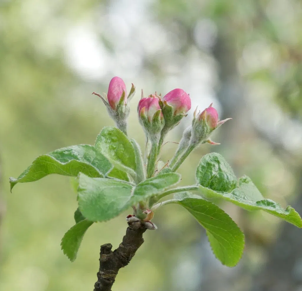 apple blossom