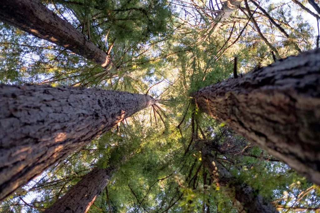 trees looking up