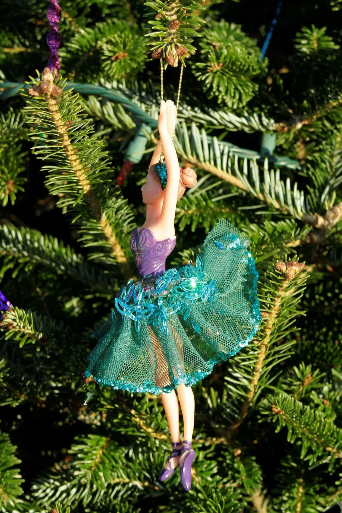 _MG_0350-0350 odom farm