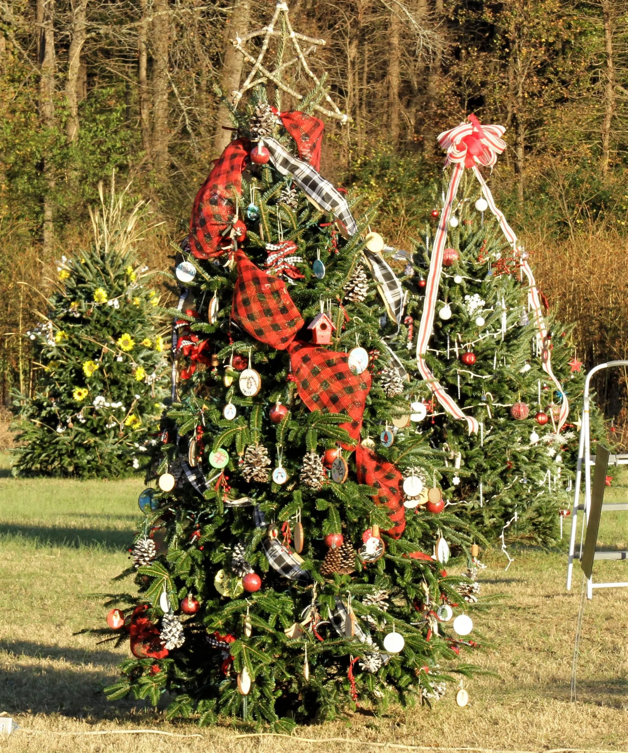 _MG_0356-0356 odom farm