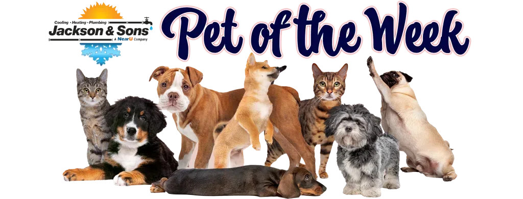 PET OF THE WEEK BANNER 2025