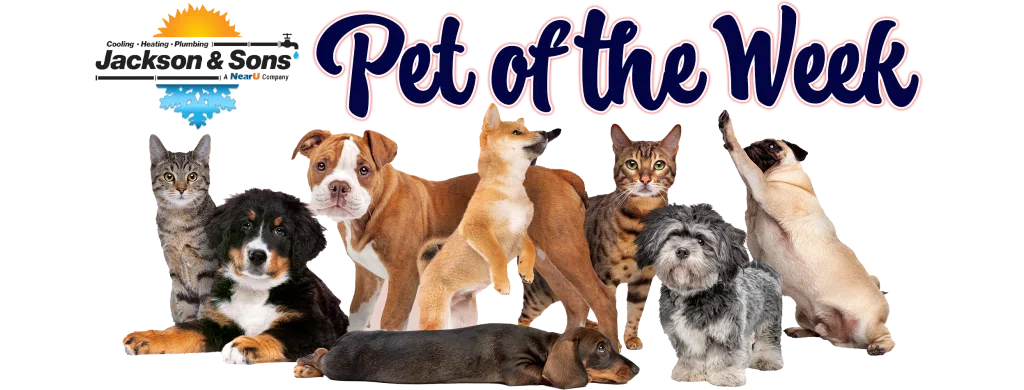 Pet of the Week banner 2025 new logo transparent
