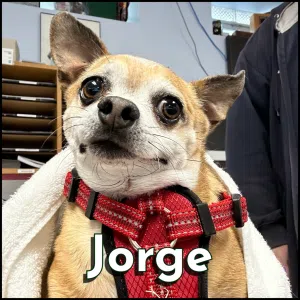 Jorge