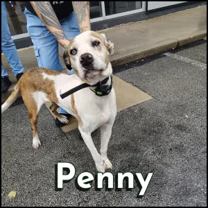 Penny