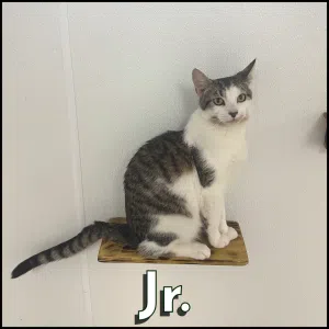 Jr