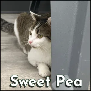 Sweet Pea