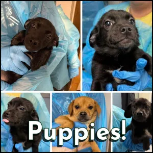 Puppies!