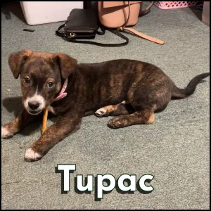 Tupac