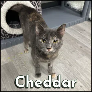Cheddar