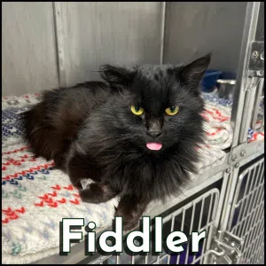 Fiddler