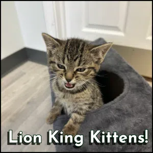 Lion King Kittens!