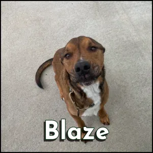 Furry Friends - Blaze