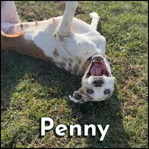 Penny